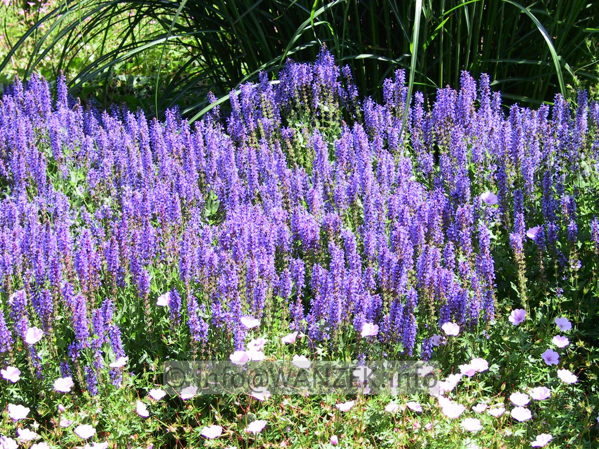 Salvia nemorosa Blaukoenigin 02.jpg